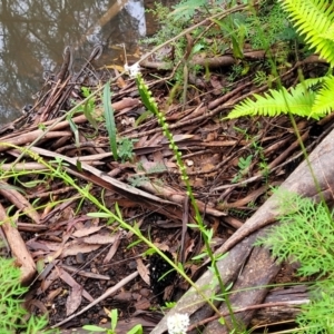 Stackhousia monogyna at Monga, NSW - 9 Jan 2022