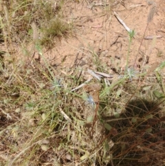 Eryngium ovinum (Blue Devil) at Hackett, ACT - 3 Jan 2022 by Avery