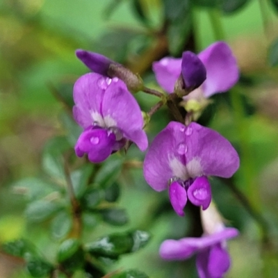 Glycine clandestina (Twining Glycine) at Monga National Park - 8 Jan 2022 by trevorpreston