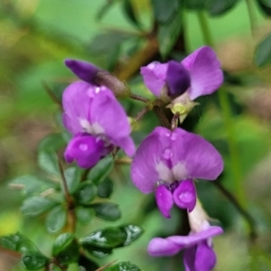 Glycine clandestina at Monga National Park - 9 Jan 2022