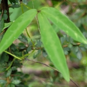 Glycine clandestina at Monga National Park - 9 Jan 2022