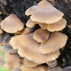 zz Agaric (stemless) at Monga, NSW - 8 Jan 2022 by tpreston