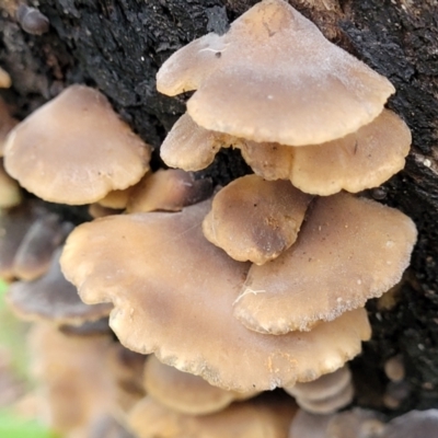 zz Agaric (stemless) at Mongarlowe River - 8 Jan 2022 by tpreston