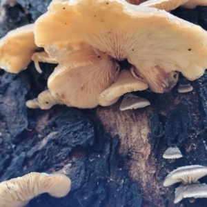 zz Agaric (stemless) at Monga, NSW - 9 Jan 2022 10:34 AM