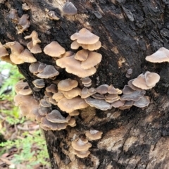 zz Agaric (stemless) at Monga, NSW - 9 Jan 2022