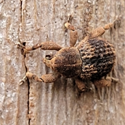 Curculionidae (family) (Unidentified weevil) at Monga, NSW - 8 Jan 2022 by trevorpreston