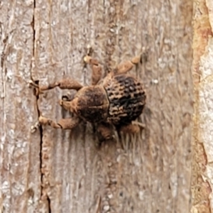 Curculionidae (family) at Monga, NSW - 9 Jan 2022 10:33 AM