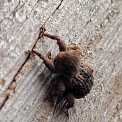 Curculionidae (family) at Monga, NSW - 9 Jan 2022