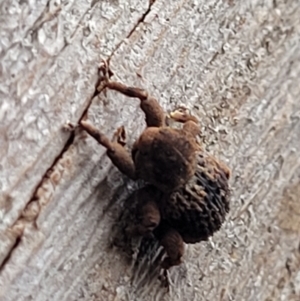 Curculionidae (family) at Monga, NSW - 9 Jan 2022 10:33 AM