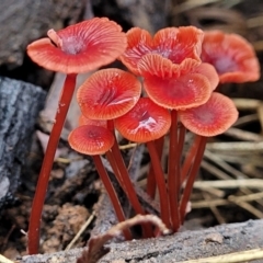 Cruentomycena viscidocruenta (Ruby Mycena) at Monga, NSW - 9 Jan 2022 by trevorpreston