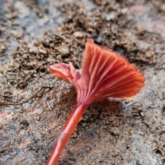 Cruentomycena viscidocruenta at Monga, NSW - 9 Jan 2022