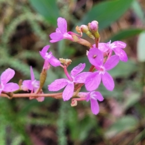 Stylidium armeria subsp. armeria at Monga, NSW - 9 Jan 2022