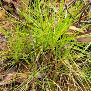 Stylidium armeria subsp. armeria at Monga, NSW - 9 Jan 2022 10:26 AM