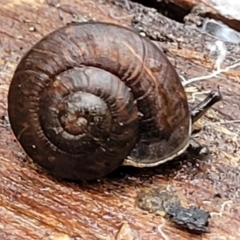 Pommerhelix mastersi (Merimbula Woodland Snail) at Monga, NSW - 9 Jan 2022 by trevorpreston