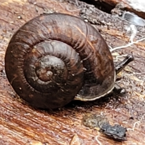 Pommerhelix mastersi at Monga, NSW - 9 Jan 2022 10:23 AM