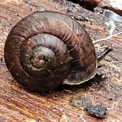 Pommerhelix mastersi (Merimbula Woodland Snail) at Mongarlowe River - 8 Jan 2022 by tpreston