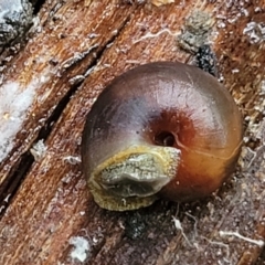 Pommerhelix mastersi at Monga, NSW - 9 Jan 2022