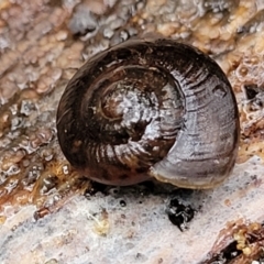 Pommerhelix mastersi at Monga, NSW - 9 Jan 2022 10:23 AM