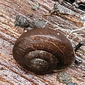 Pommerhelix mastersi at Monga, NSW - 9 Jan 2022