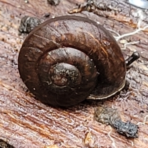 Pommerhelix mastersi at Monga, NSW - 9 Jan 2022 10:23 AM