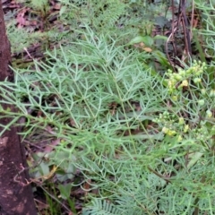 Polyscias sambucifolia subsp. Bipinnate leaves (J.H.Ross 3967) Vic. Herbarium at Monga, NSW - 9 Jan 2022