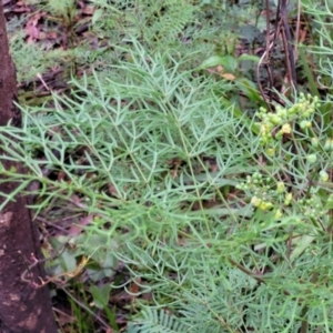 Polyscias sambucifolia subsp. Bipinnate leaves (J.H.Ross 3967) Vic. Herbarium at Monga, NSW - 9 Jan 2022 10:20 AM