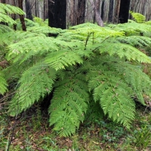 Dicksonia antarctica at Monga, NSW - suppressed