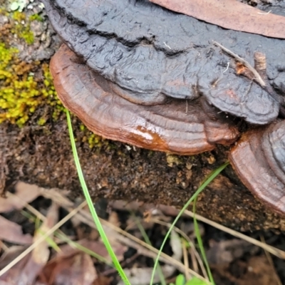 Ganoderma at Monga, NSW - 9 Jan 2022 by trevorpreston