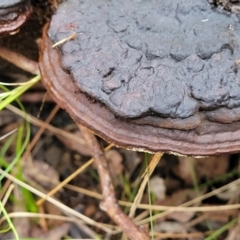 Ganoderma at Monga, NSW - 9 Jan 2022 10:15 AM