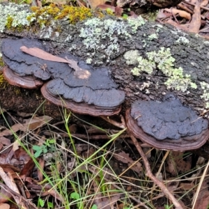 Ganoderma at Monga, NSW - 9 Jan 2022 10:15 AM