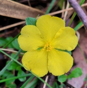 Hibbertia diffusa at Monga, NSW - 9 Jan 2022