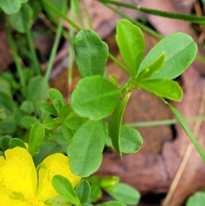 Hibbertia diffusa at Monga, NSW - 9 Jan 2022