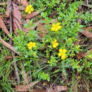 Hibbertia diffusa at Monga, NSW - 9 Jan 2022