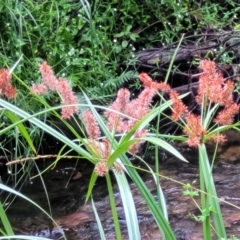 Cyperus lucidus (Leafy Flat Sedge) at Monga National Park - 9 Jan 2022 by trevorpreston