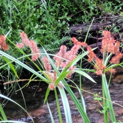 Cyperus lucidus (Leafy Flat Sedge) at Monga, NSW - 9 Jan 2022 by trevorpreston