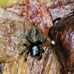Unidentified Spider (Araneae) at Mongarlowe River - 8 Jan 2022 by trevorpreston