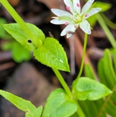 Stellaria flaccida at Monga, NSW - 9 Jan 2022