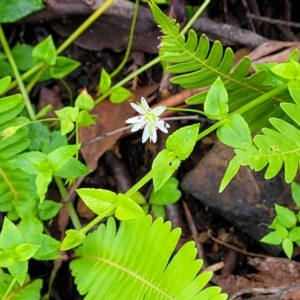 Stellaria flaccida at Monga, NSW - 9 Jan 2022