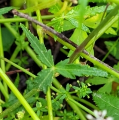 Hydrocotyle geraniifolia at Monga, NSW - 9 Jan 2022