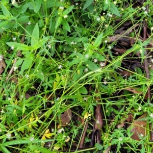 Hydrocotyle geraniifolia at Monga, NSW - 9 Jan 2022