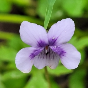 Viola hederacea at Monga, NSW - 9 Jan 2022