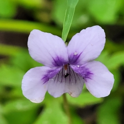 Viola hederacea (Ivy-leaved Violet) at Mongarlowe River - 8 Jan 2022 by tpreston