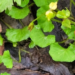 Viola hederacea at Monga, NSW - 9 Jan 2022