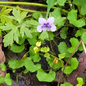 Viola hederacea at Monga, NSW - 9 Jan 2022