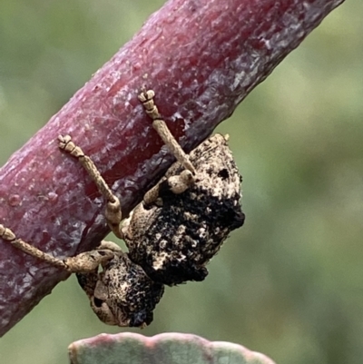 Aades cultratus (Weevil) at Paddys River, ACT - 6 Jan 2022 by Steve_Bok