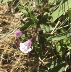 Scutellaria humilis (Dwarf Skullcap) at Uriarra, NSW - 29 Dec 2021 by Tapirlord