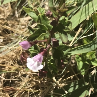 Scutellaria humilis (Dwarf Skullcap) at Uriarra, NSW - 29 Dec 2021 by Tapirlord