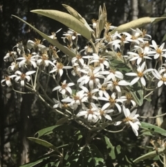 Olearia megalophylla (Large-leaf Daisy-bush) at Uriarra, NSW - 29 Dec 2021 by Tapirlord