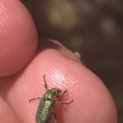 Diphucephala sp. (genus) at Brindabella, NSW - 29 Dec 2021