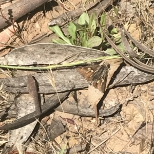 Trapezites phigalioides at Brindabella, NSW - 29 Dec 2021